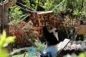 专属+定制 爱济南记者探访济野大熊猫的丰容“玩具库”图片