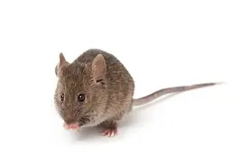 当代诗《老鼠》图片