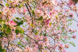 成都蔷薇墙拍照打卡好去处图片