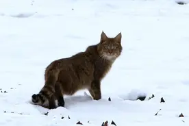 【白林法普法】国家重点保护野生动物——猫科（一）图片
