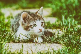 读书摘录---关于猫的成语和歇后语图片