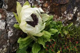 花园里的中药：神奇的天山雪莲和祛风湿、强筋骨、补肾阳的雪莲花图片