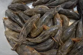 夏季河里经常能捕捞的12种野生河鱼，如今可真不多见了，你见过吗图片