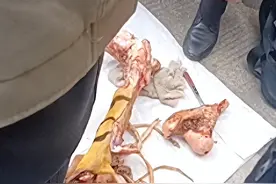 广西疑似有人售卖老虎腿骨，2cm售价100元？网友怀疑牛骨伪造，律师：无论虎骨是真是假，男子都躲不过处罚！图片