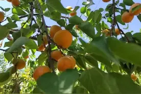 河北六大采摘园图片