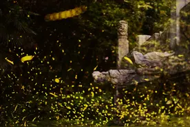 夏夜最美的风景，古诗词里的流萤，邂逅最美萤火虫，美若星河图片