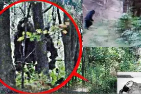 74年神农架野人频出没？近千人称见到野人，中国三次考察揭开真相图片