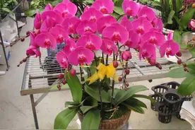 蝴蝶兰不难养，5个错误，一一避免，几年开完花，明年接着开图片