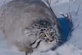 四川甘孜出现4只兔狲，母兽遭雪豹爆头，3只幼崽提前实习捕猎图片