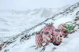 7种野生保护花，再漂亮也别买，更不能采挖，不上当别违法图片