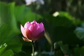 夏日图鉴之荷花仙境，你来打卡吗？图片