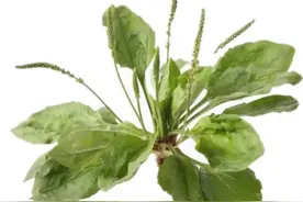 清热利尿车前草图片