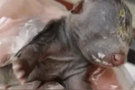 女子捡了只“小狗”养大后竟是貉，属国家二级保护动物：我的记忆里有过它就很开心了图片