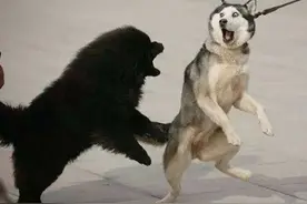 哈士奇常见的“怪癖”，真让人哭笑不得图片