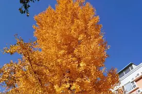 北京企业女员工35岁以后都在做什么岗位图片