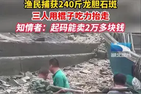 又见巨型石斑鱼 这赶海完全不亏图片