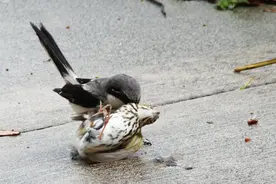 伯劳鸟——以鸣禽的简陋装备，干着比猛禽更猛的事儿图片