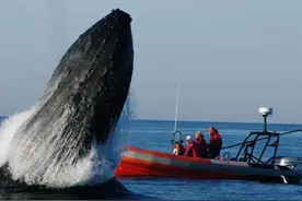 史上头号“巨无霸”，一次排便4000斤，为何被称为“海中钻石”？图片