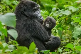 乌干达是一个怎样的国家，带你了解一下最真实的乌干达现状图片