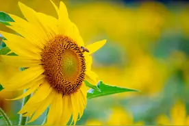 一个人性格正常，却喜欢独来独往，多半是有这3种心理图片