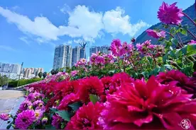 推窗见绿、出门进园、街角遇绿！个旧这样打造“园林城市”图片