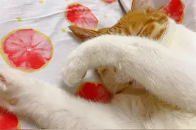 猫咪小课堂：猫咪怎么排出体内的毛，解决方法图片