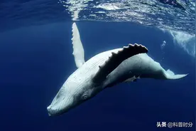 人类有望免疫癌症？科学家在鲸鱼身上，发现了它们不得癌症的秘密图片