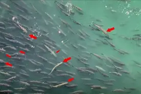 三峡坝区有大量“水老虎”横行，凶猛无比！专家：建议不要干涉图片