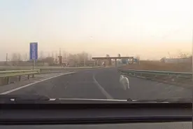 危险！高速公路一只小绵羊在奔跑，民警把他逮住了图片