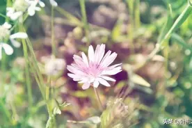 第一次拜访岳父母，做到这三点，不怕不成全你图片