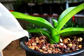 新手养蝴蝶兰，有3个技巧，开花更多更美，挺拔漂亮，年年复花图片