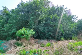 记录寿光‖金马寨村的古槐、古冢图片