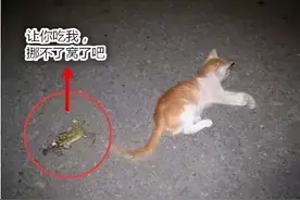 养猫狗的家庭，夏天一定要注意避开癞蛤蟆，毒性超乎想象图片
