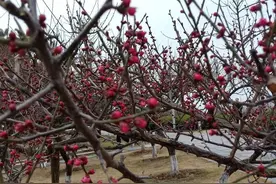 明天是父亲的第一个周年忌日，写下此文悼念天堂里的父亲图片