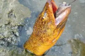 老人说黄鳝血是大补，小伙去田里钓起大黄鳝，生喝血酒差点没命？图片