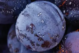 中国到底哪里的李子最好吃？图片