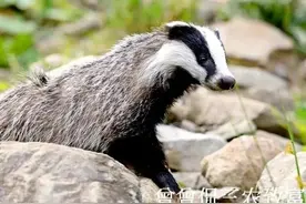 獾子一身宝，振兴农家好图片