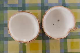 有吃有喝有知识，来解剖一个椰子体验一下吧图片