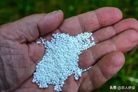 尿素也能除草？我尝试用尿素除草，结局太让人意外了！图片