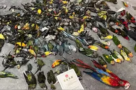 检察院撤诉，鹦鹉案被告人称羁押导致养殖场1566只鸟死亡损失500万，公益律师详解当事人能否取得国家赔偿图片