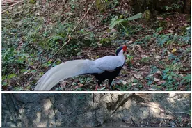 “傻狍子” “奔得儿木”……你知道这些别称指的是哪些动物吗？图片