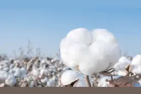 对话全棉时代：亏2亿到年销40亿，品牌如何用一朵棉花改变世界？图片