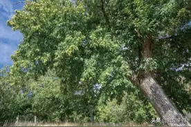 吃它吃它，经常吃它好处多多，快来了解吧图片