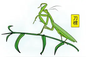 趣解沧州方言里对某些动物的称谓，你们认同吗？图片