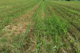 推荐几个玉米田除草配方，除草干净彻底，对玉米苗又安全图片