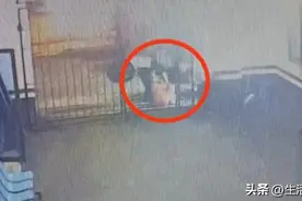 遗失鸭子急待认领！民警变身养鸭人图片