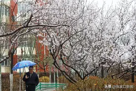 多图直击｜张家口：雨还在下……图片