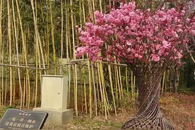 为什么狐狸精都喜欢书生？图片