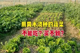 用“粪水”浇种的蔬菜不能吃，为何很多人买不到？真的不能吃吗？图片
