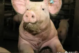 「技术」猪直肠为何会脱出？怎么处理？图片